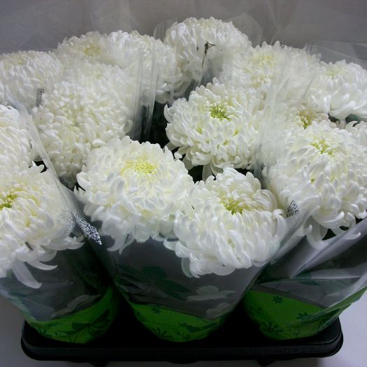 Chrysanthemen Deko 3 Blüten T13