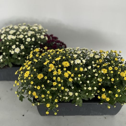 Chrysanthemen `Twin` Kasten 40 cm
