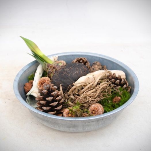 Amaryllis Schale (liegend)