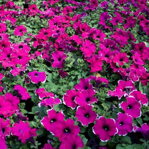 Petunien hängend großblumig