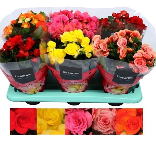 Begonien elatior Mix T13