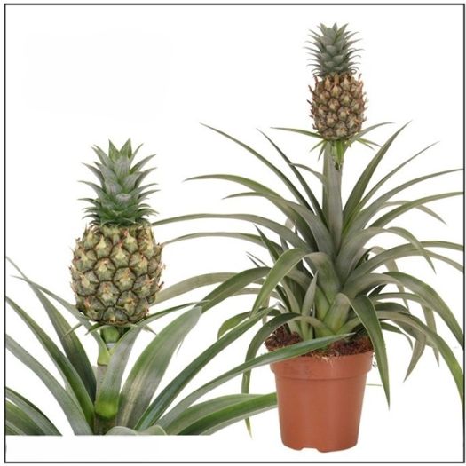 Ananas "Mi Amigo" T12