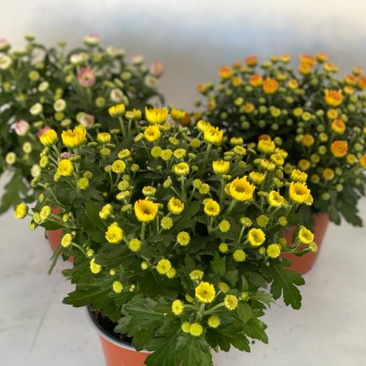 Chrysanthemen winterhart `Yahou` T13