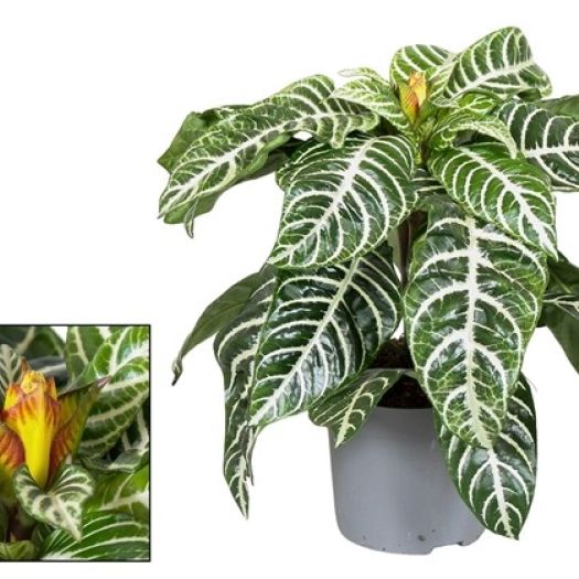 Aphelandra (Glanzkörbchen) T13