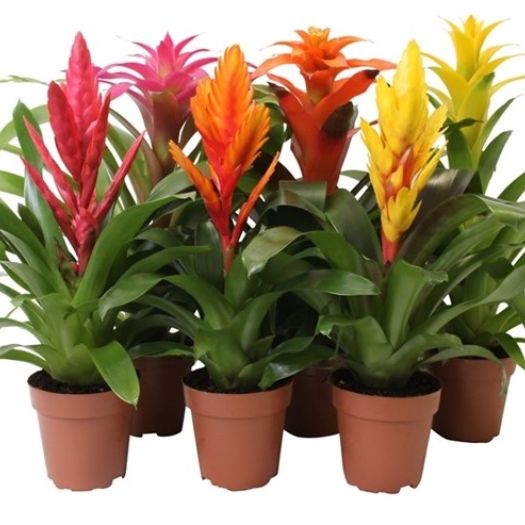 Bromelien Royal Mix