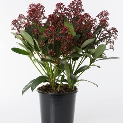 Skimmia jap. 10+ Dolden T13