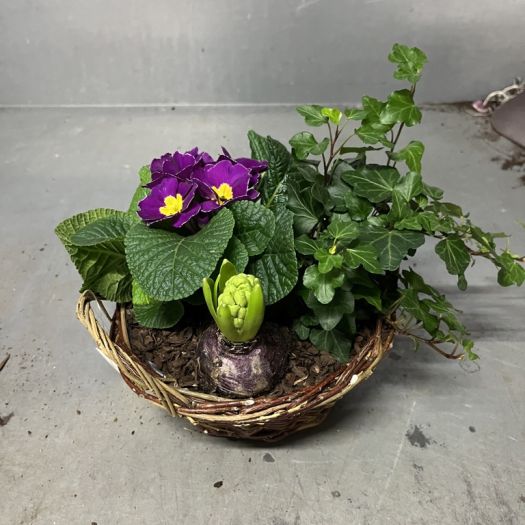 Frühlingskorb rund ( 3 Pflanzen)