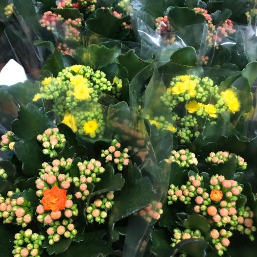 Kalanchoe `Calandiva` gefüllt T12
