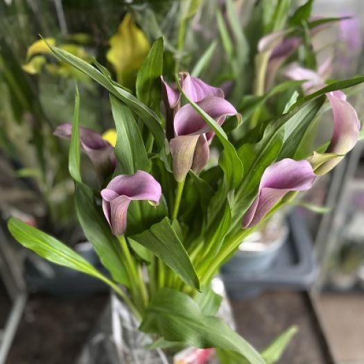 Zantedeschia (Calla) Mix