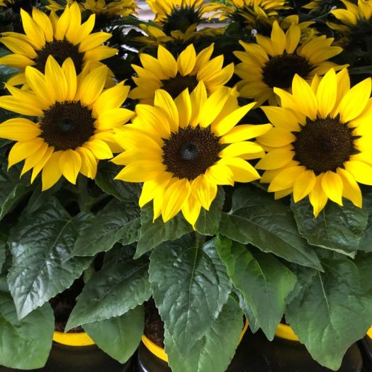 Helianthus (Sonnenblume) T13