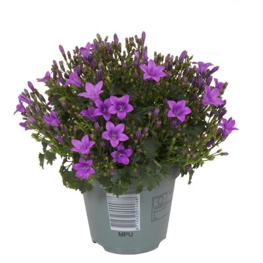 Campanula `Ambella` (Glockenblume) T11
