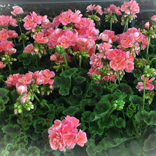 Geranien stehend Mix T12