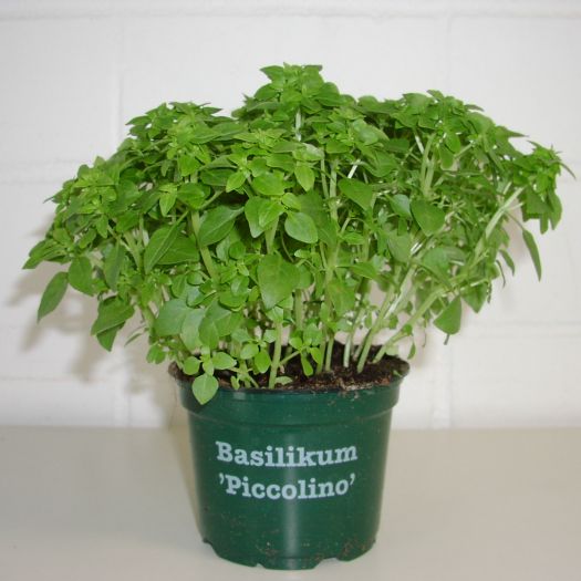 Basilikum Piccolino Bio DE-ÖKO-006 T12