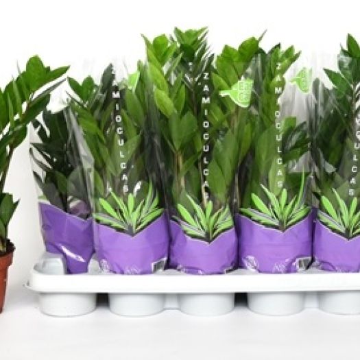 Zamioculcas zamiifolia 3+ Wedel T12