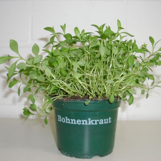 Bohnenkraut Bio DE-ÖKO-006 T12