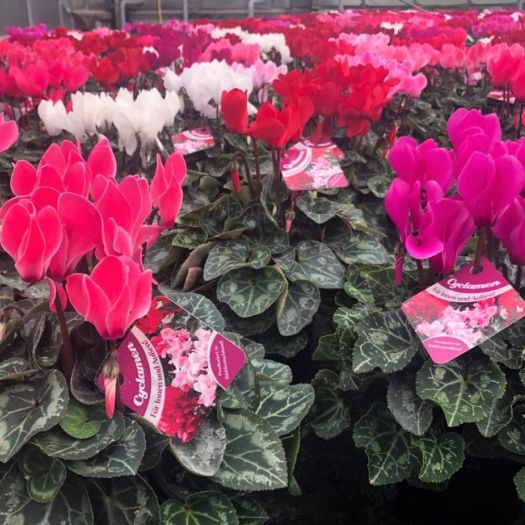 Cyclamen Outdoor (Gartenalpenveilchen) T11