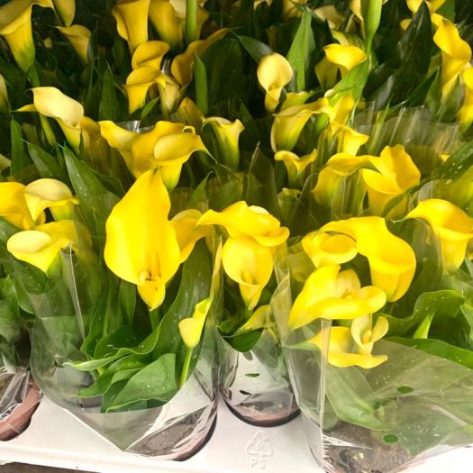 Zantedeschia (Calla) gelb