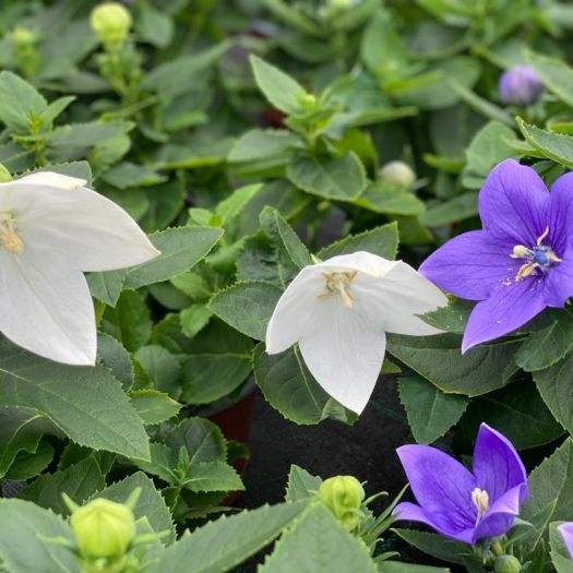 Platycodon grandiflorus (Ballonblume) T12