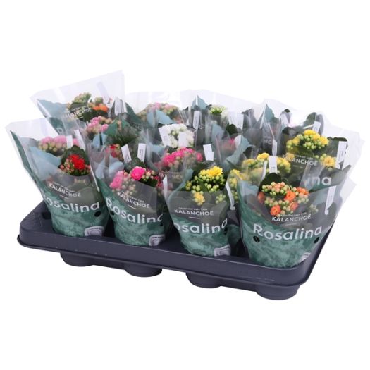 Kalanchoe `Calandiva` Mini