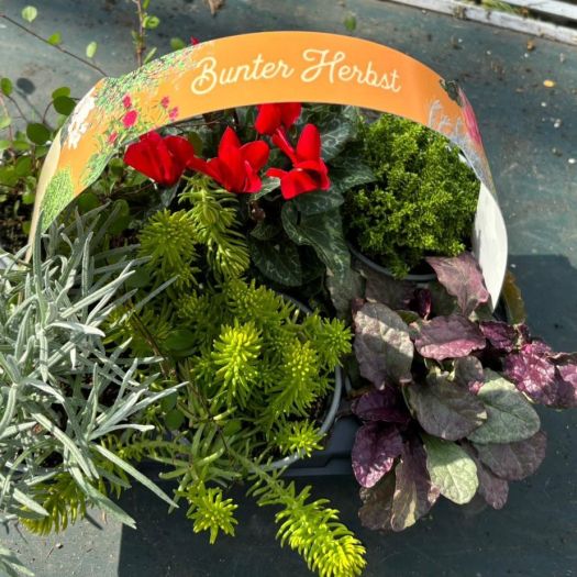 Bunter Herbst 5er-Tray T9