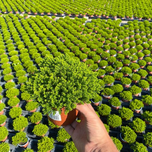 Hebe (Strauchveronica) `Green Globe` T12