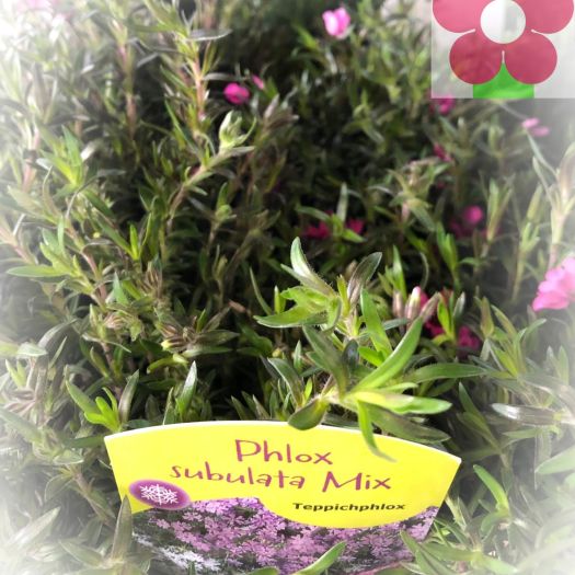 Phlox subulata (Polsterphlox) T13