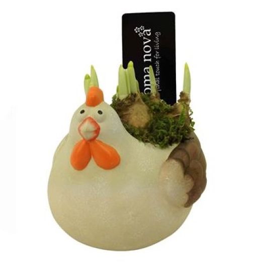 Narcisse "Happy Chicken" T12