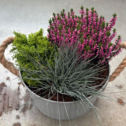 Herbstschale Zink (3 Pflanzen) 19 cm