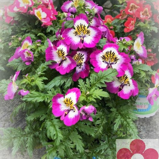 Schizanthus (Bauernorchidee) T12