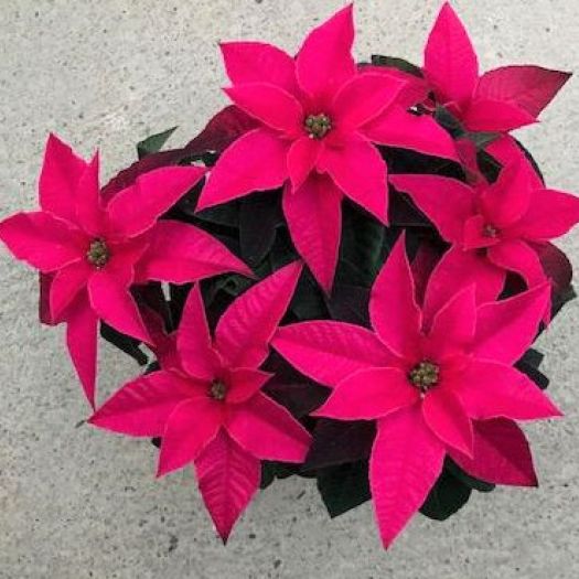 Poinsettien `Princettia ®` (Liebesstern) T12