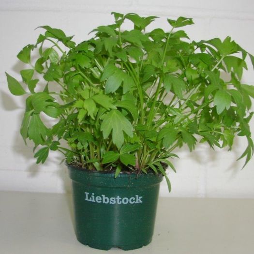 Liebstock Bio DE-ÖKO-006 T12