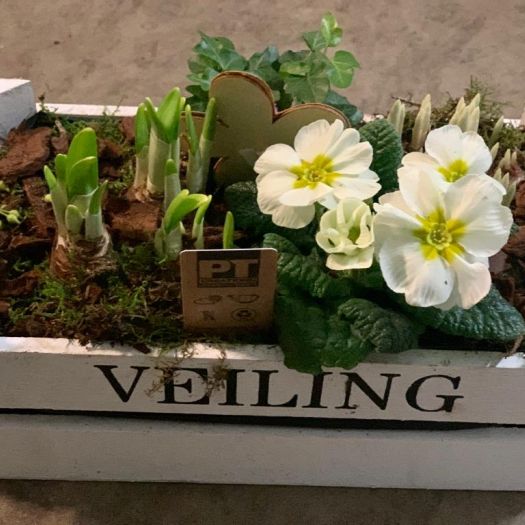 Frühlingsschale Holzkiste