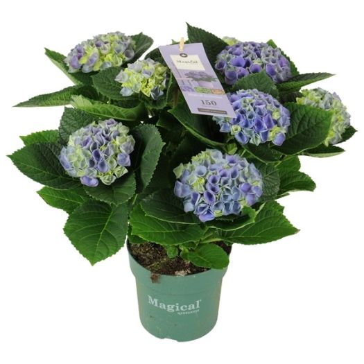 Hydrangea (Hortensie) `Magic Revolution`