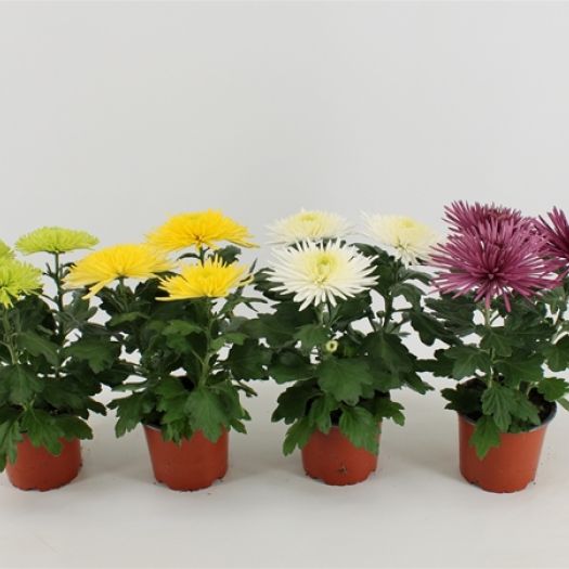 Chrysanthemen `Anastasia` Mix T12