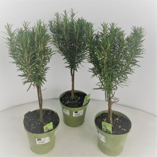 Rosmarin Mini Stamm