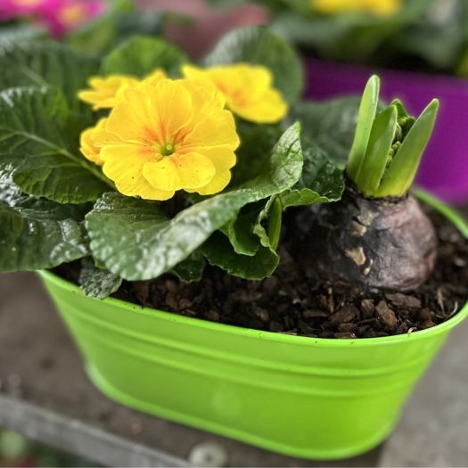 Frühlingsschale Zink (2 Pflanzen)