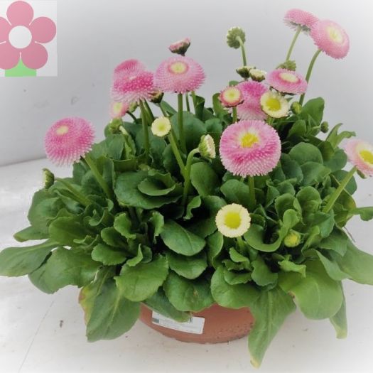 Bellis perennis `Erdbeersahne` Schale