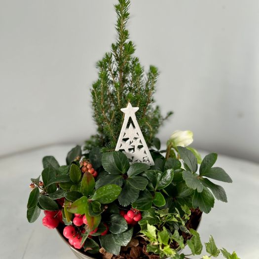 Zinkschale outdoor "Annabell"  (Pflanzen) 22 cm