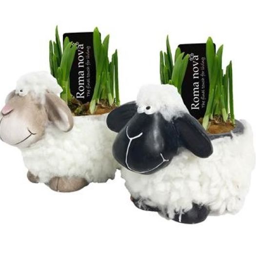 Narcisse "Sheep Black & White" T16