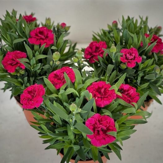 Dianthus `Oscar` (Gartennelke) T11