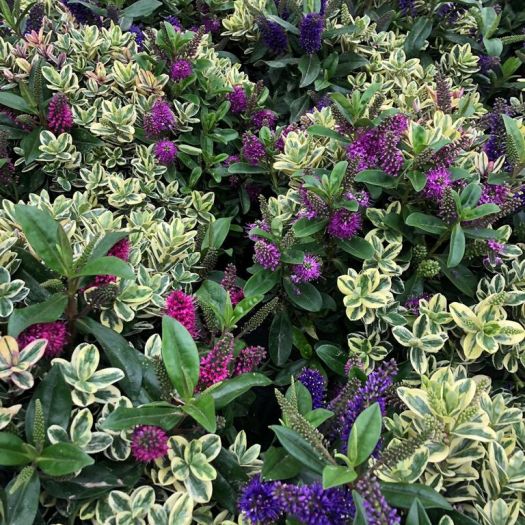 Veronica `Quattro` Solitaer XXL
