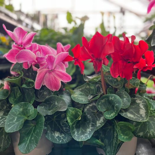 Cyclamen (Alpenveilchen) XXL