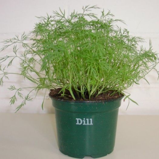 Dill Bio DE-&Ouml;KO-006 T12