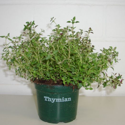 Thymian Bio DE-&Ouml;KO-006 T12