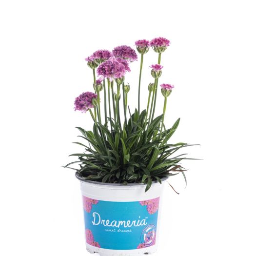 Armeria (Grasnelken) `Dreameria` T13