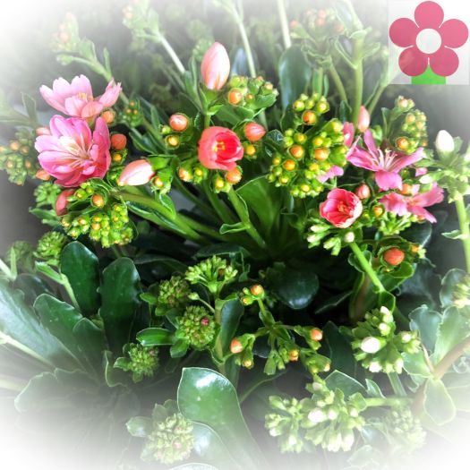 Lewisia (Porzellanröschen) winterhart T12