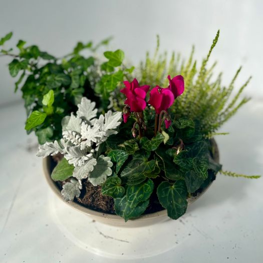 Herbstschale Zink `Darling Bowl` (5 Pflanzen) 25 cm