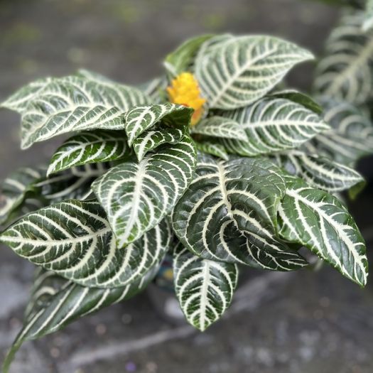 Aphelandra (Glanzkörbchen)