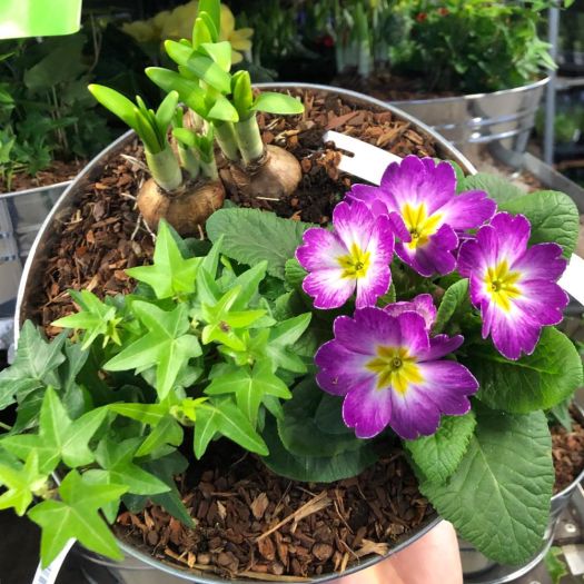 Frühlingsschale Zink (3 Pflanzen)