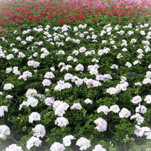 Geranien hängend gefüllt Mix T12